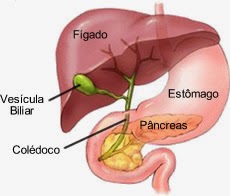 Como funciona o nosso Sistema Digestivo ou Digestório